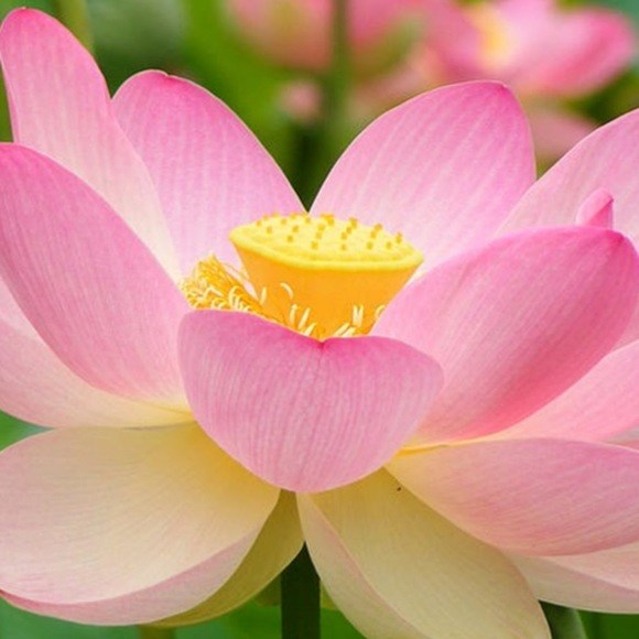 Meet your Posher, Rachael - Picture 1 of 1